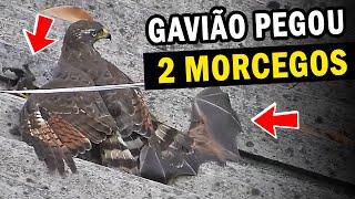 GAVIÃOCARIJÓ  Comportamentos e curiosidades  Caça serpentes e morcegos  Gavião das cidades [upl. by Annahahs]