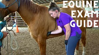 Equine Physical Exam for the Veterinary Technician [upl. by Pegma190]