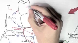 Gastric Acid Physiology Secretion Ulcers Acid Reflux and Treatment [upl. by Teodor]