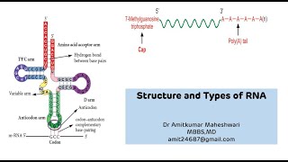 Structure and Types of RNA  RNA Ribonucleic Acid Functions  NEET PG  Molecular Biology [upl. by Carissa]