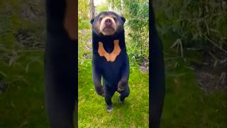 Altın Gerdanlı Ayı ile Tanışın animals shortvideo bear [upl. by Mimi]