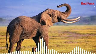 elephant soundanimal soundsanimalsoundselephant ringtoneanimal sounds ringtonestonesRed Foxx [upl. by Annairda469]