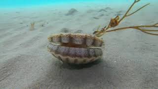 Mollusk on the Move Freediver Spots Scallop Shuffling Across Seabed [upl. by Aimal]