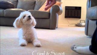 Miniature Poodle Tricks 2 [upl. by Saile]