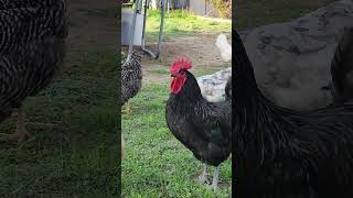 Black Australorp Rooster Crowing roostersandhens raisingchickens backyardchickens roosters [upl. by Phio275]