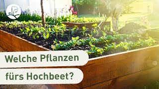 Hochbeet bepflanzen Die besten Pflanzen fürs Hochbeet Video [upl. by Nona]