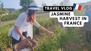 France Vlog Picking Jasmine Flowers  A Scented Journey Through Fields of Grasse [upl. by Eillah]