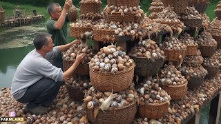 Snail Farming Harvest and Processing Farmers Raise Millions Of Snails This way [upl. by Lindo]