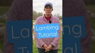 Essential Skills for Lambing Season 🐑 [upl. by Wickner910]