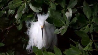 Snowy Egrets SquabblingNARRATED [upl. by Secundas]