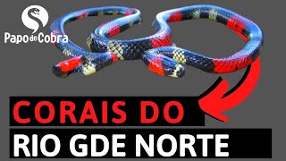 Cobras corais do Rio Grande do Norte  Papo de Cobra [upl. by Einner]