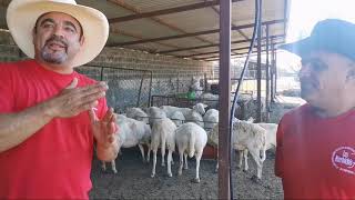 Sementales Katahdin y corral de lactancia en Rancho Los Karichis [upl. by Eniluqaj]