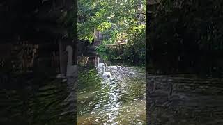 LIVE BEAUTIFUL FABULOUS AMAZING EVENING SWANS BASINGSTOKE CANAL SUNNY WEATHER UK2024🦢😎☀️👍 [upl. by Broddie865]