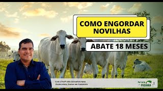 Como engordar novilhas abate com 18 meses [upl. by Norrahc]