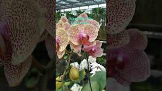 Phalaenopsis amabilisAnggrek bulan KembangKenangan [upl. by Pearla]