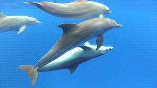 Dolphins mating in the wild [upl. by Nidnal]