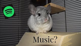 Baby Chinchillas Playing  CUTEST Compilation [upl. by Sukramaj]