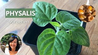 Physalis erfolgreich vorziehen SchrittfürSchrittAnleitung für die Anzucht [upl. by Elyk]