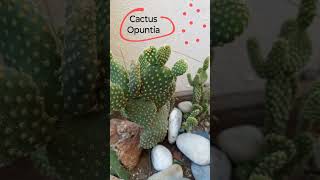 Nopal Opuntia Cactus 🌵 suculentas cactus cactusysuculentas shorts cactusandsucculents plants [upl. by Anneehs773]