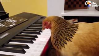 GALLINA SUONA AL PIANOFORTE quotAMERICA THE BEAUTIFULquot [upl. by Helman]