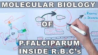 Molecular Biology of PFalciparum Inside Erythrocytes [upl. by Copp992]