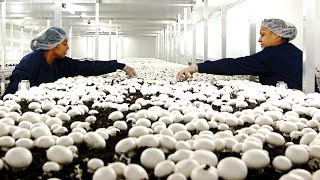 Inside Northway Mushroom Farm  Mushroom Growing picking Packaging and Distribution Production Line [upl. by Jarietta973]