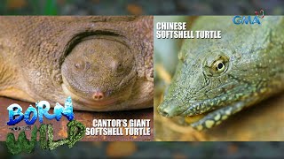 Born to be Wild Chinese softshell turtle vs Cantors giant softshell turtle [upl. by Leeke]