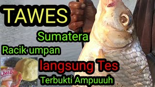 LANGSUNG TES  umpan ikan tawes atau bader sungai paling jitu  umpan ikan bader sirip merah [upl. by Nett526]