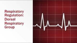 Regulation of Respiration Dorsal Respiratory Group [upl. by Ilrahc]