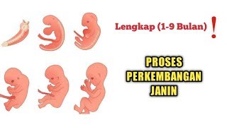 Perkembangan Janin dari Bulan ke Bulan LENGKAP❗️ 19 Bulan [upl. by Coridon862]