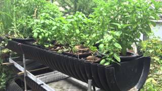 DIY Hydroponics with Homemade Plant Food in the Biogarden [upl. by Giustino475]