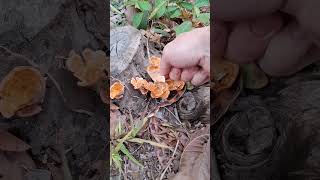 Mushroom walk in Isan Thailand [upl. by Peih]