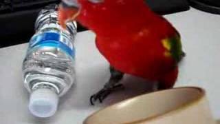 Bird tricks  quotdrinks waterquot  makes drinking sound [upl. by Arahk]