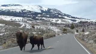 Yellowstone Bison  On the Run [upl. by Shirlee]