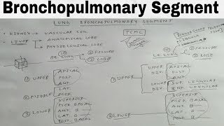 Bronchopulmonary Segment of Lung  TCML [upl. by Amitie918]