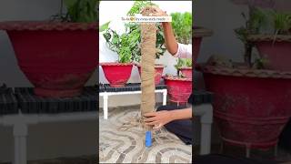 Diy moss stick🌿 plantsgardeningytshorts [upl. by Bogie272]