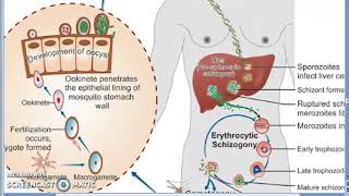 Parasitology 075 e Plasmodium Malaria Liver Schizogony Schizont RBC human trophozoite erypthrocyte [upl. by Serica]