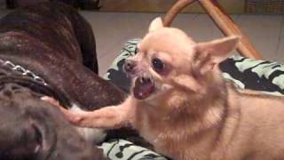 Pitbull vs Killer Chihuahua [upl. by Wenona468]