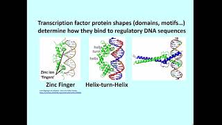 2242 Transcription Factor Domains Motifs Bind Specific DNA Sequences [upl. by Entirb]