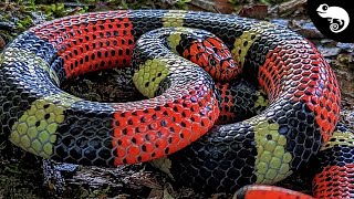 ☠️Red Touches Black  DEATH☠️ 6 of the DEADLIEST Snakes in the Amazon Rainforest [upl. by Bamberger]