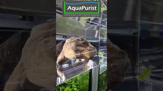 🐌🥚 Schnecken Eier im Einhängekasten 🤔 Jaha Aquariumschnecken Shorts Aquarium Aquaristik [upl. by Delinda]