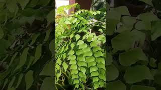 Adiantum Plant village villagelife nature view [upl. by Pheni]