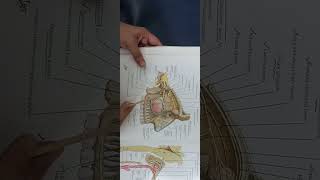 Trigeminal nerve devisions or branches part 5 [upl. by Enaira]