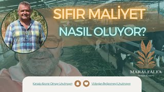 SIFIR MALİYET NASIL OLUYOR  MARALFALFA YEM BİTKİSİ  MARALFALFA TURHAN KENDİRLİ [upl. by Enelra767]