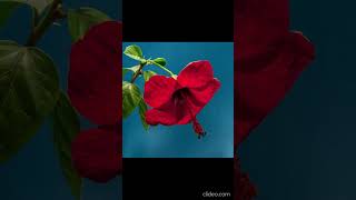 Beautiful blooming flower time lapse video timelapse [upl. by Rhodes705]