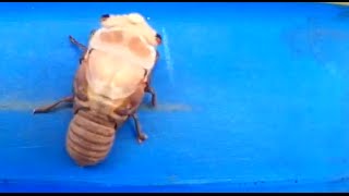 Timelapse footage shows cicada shedding its exoskeleton [upl. by Ellehsar503]