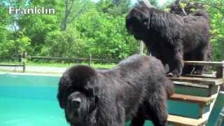 River Bear Newfoundland Dog Pool Opening 2013 [upl. by Ardaed]