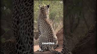 Jaguar VS Leopard  Whats the Difference [upl. by Fidellas]