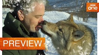 Gordon Buchanan comes face to face with a wolf  Life in the Snow Preview  BBC One [upl. by Airetak]