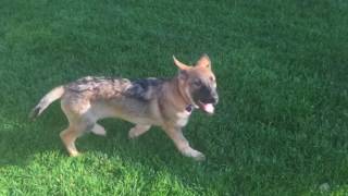 German shepherd puppy potty trained in 3 days [upl. by Lindsay]